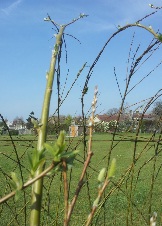 Thumb photo 205344